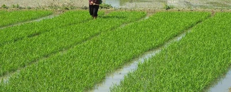 富士一号农药治什么病