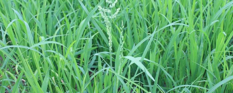 稻田稗草用什么除草剂