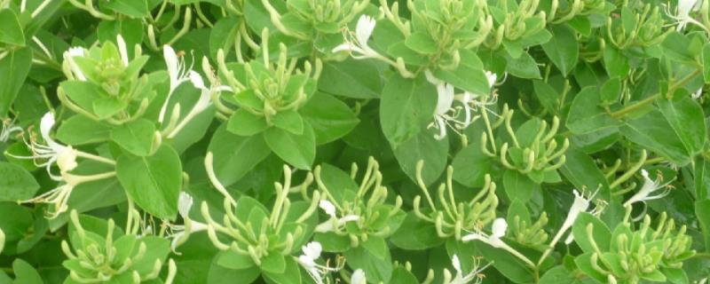 金银花病虫害科学用药防治技术