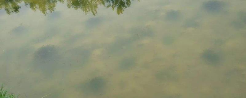 轮虫池塘最快肥水方法