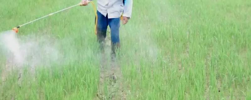 24滴酸草甘膦和草甘膦哪个更安全