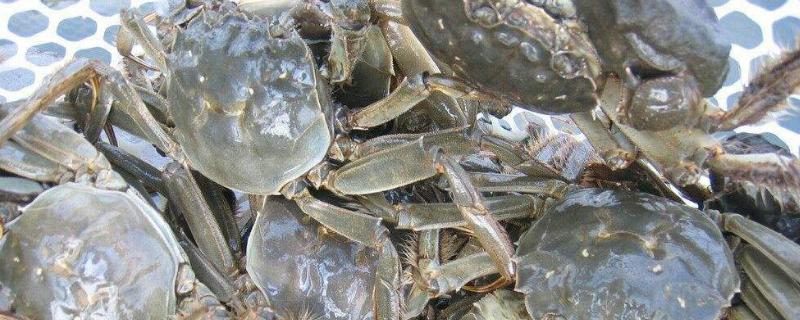 螃蟹喜欢吃什么诱饵