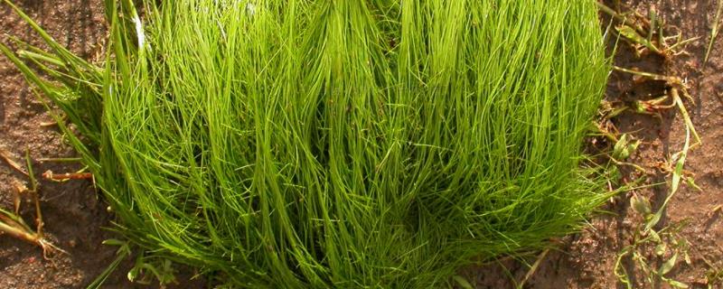 牛毛毡除草特效药