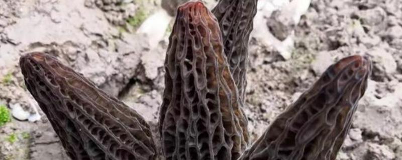 种植羊肚菌一亩地要多少成本
