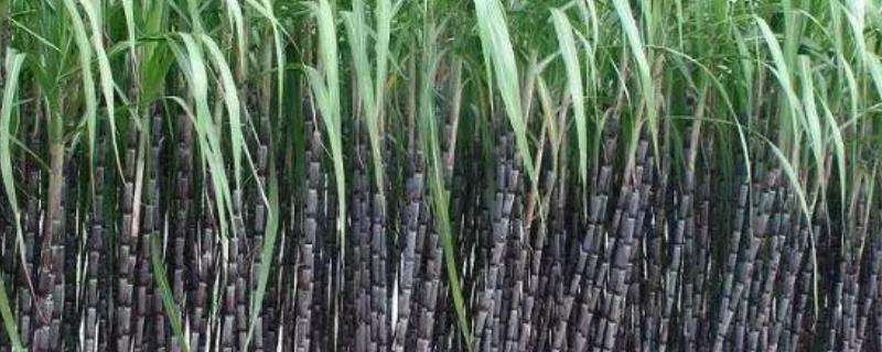 甘蔗种植时间和方法