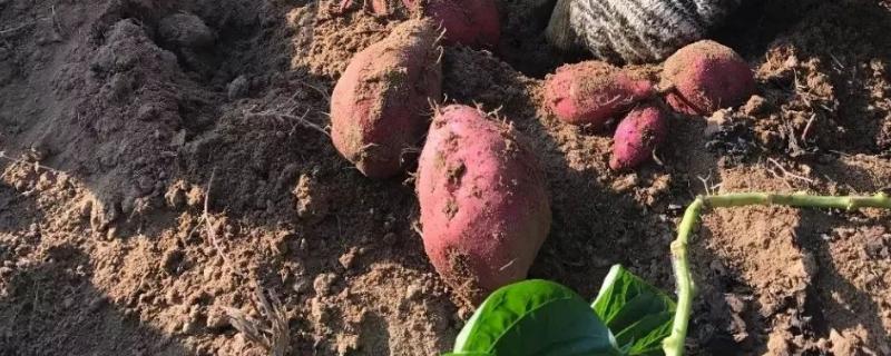明朝引进的农作物