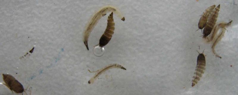蛾蠓幼虫怎么消灭