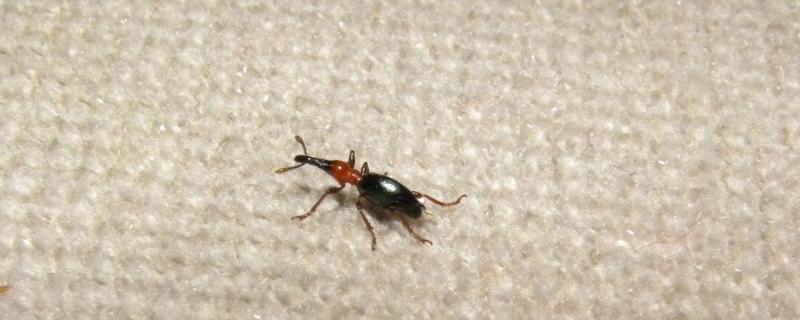 甘薯小象虫爬满了家里怎么办