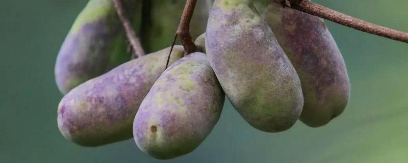 八月炸种植技术和土壤要求