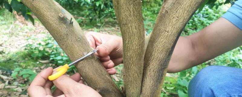 果树环割最佳时间