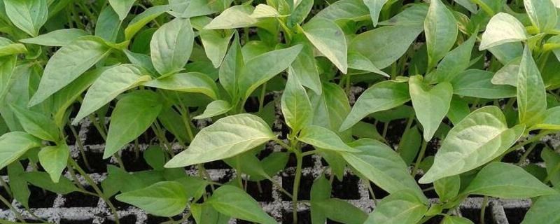 育苗盘育苗技术方法