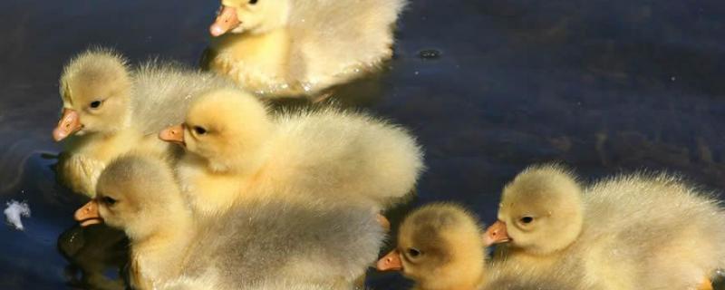 小鸭为什么要烫嘴