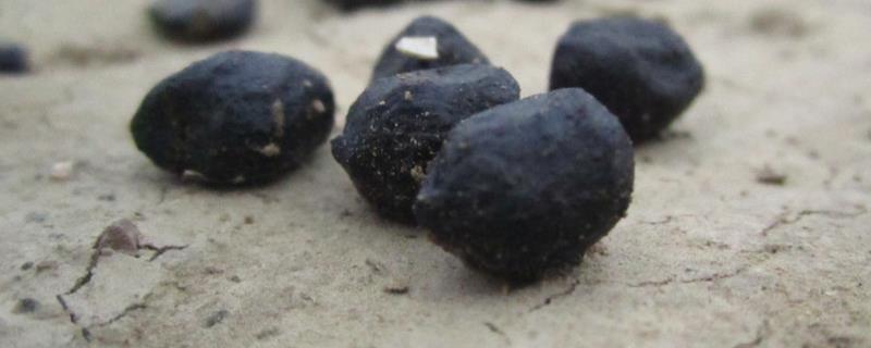 羊粪便不成形的原因