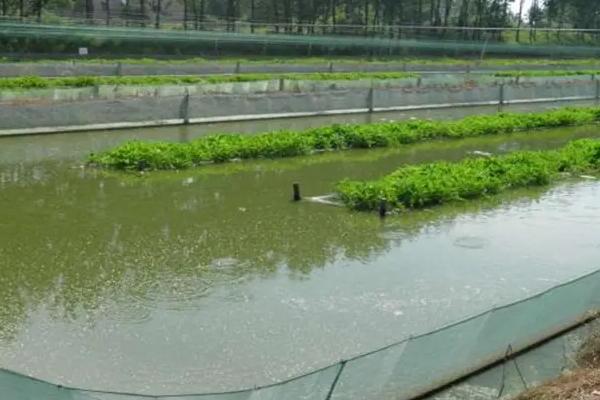室内可以养泥鳅吗，附养殖技术和饲料配方