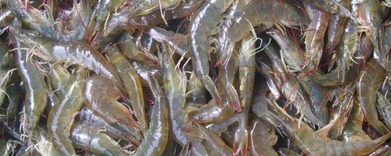 对虾出现大面积偷死怎么解决