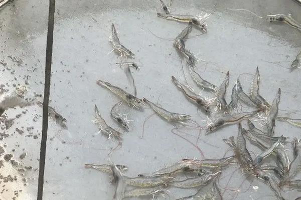 白虾怎么养殖方法如下，兑水质有什么要求