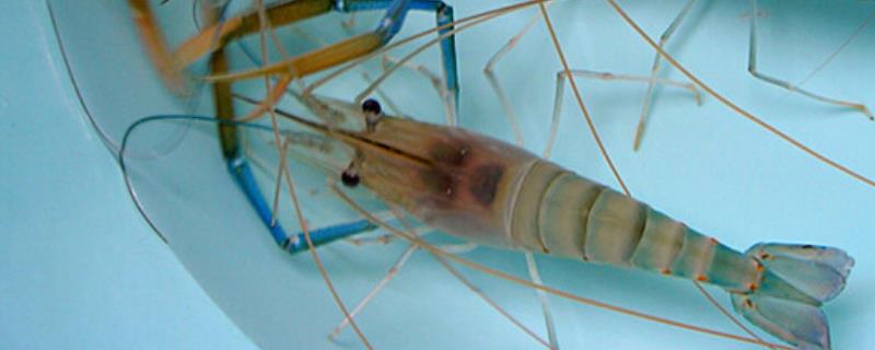沼虾是淡水养殖还是海水养殖