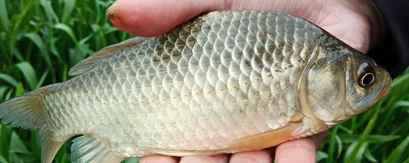大板鲫是什么鲫鱼