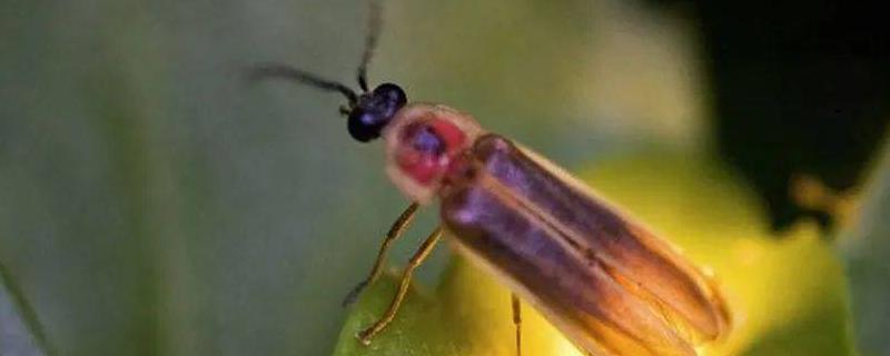 萤火虫养殖方法