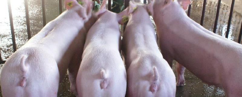 母猪发情不让配种原因