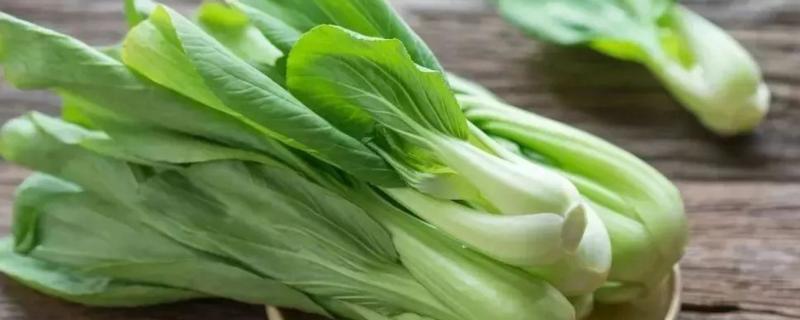 白菜上有蜗牛打什么药