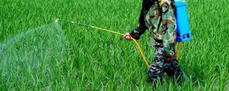 沙稗磷对什么草有用