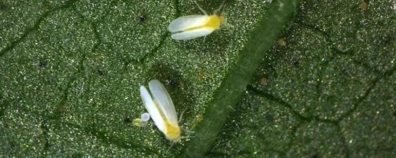 白飞虱用什么药能把它杀死
