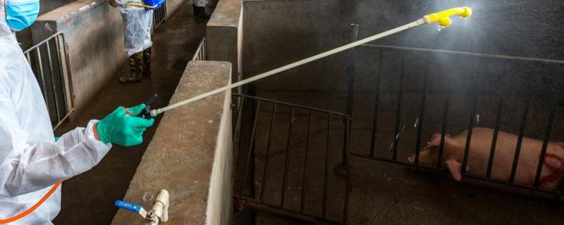 非洲猪瘟消毒液有哪些
