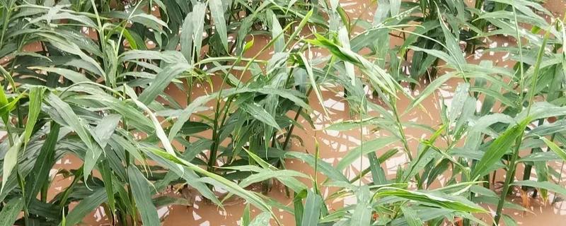 大姜涝害的补救办法