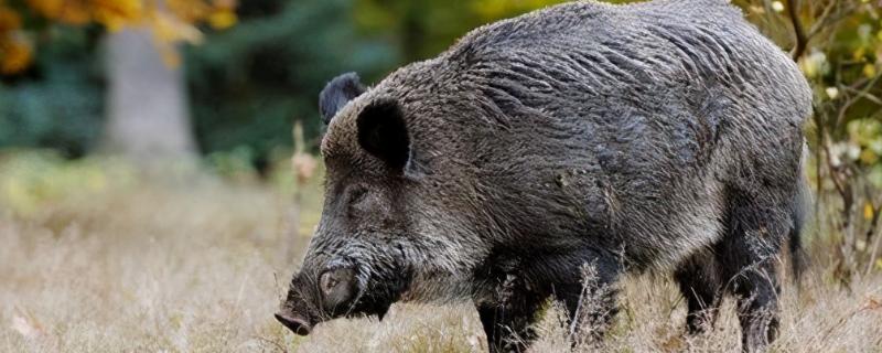 怎样防止野猪吃庄稼5种方法