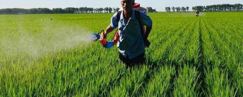 代森锰锌不能和哪些药混用