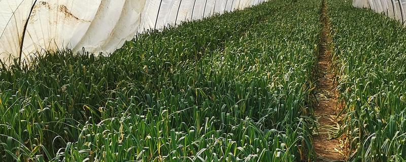 大棚大蒜种植技术