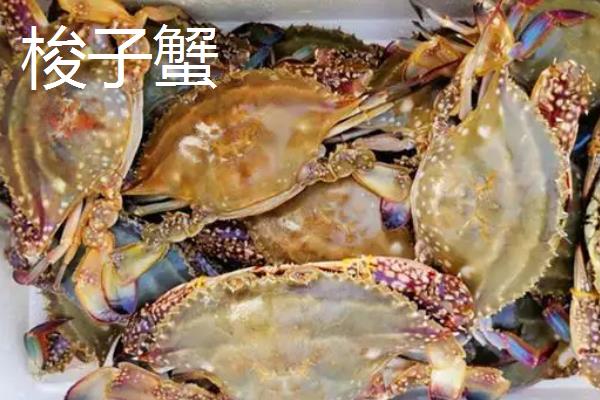 买的河蟹吃不完怎么养，河蟹和梭子蟹有什么区别