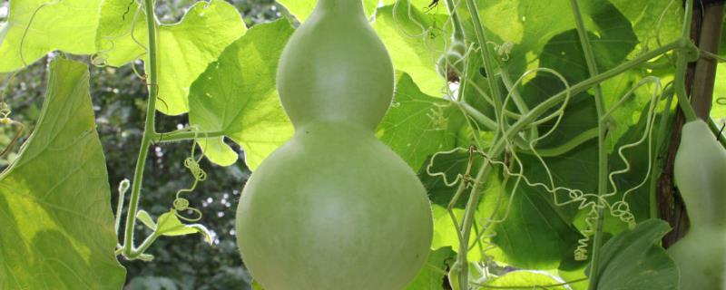 葫芦常见病虫害及其防治