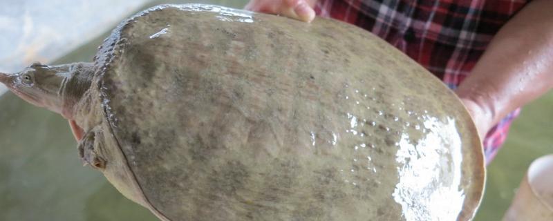 珍珠鳖和中华鳖的区别