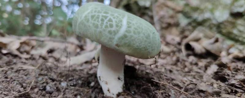 青头菌人工栽培技术