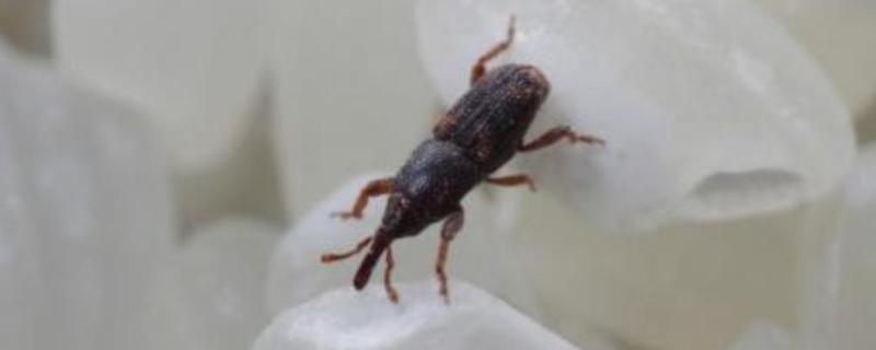 谷虫怎么处理