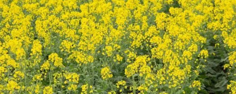 去年的油菜种子今年还可以种吗