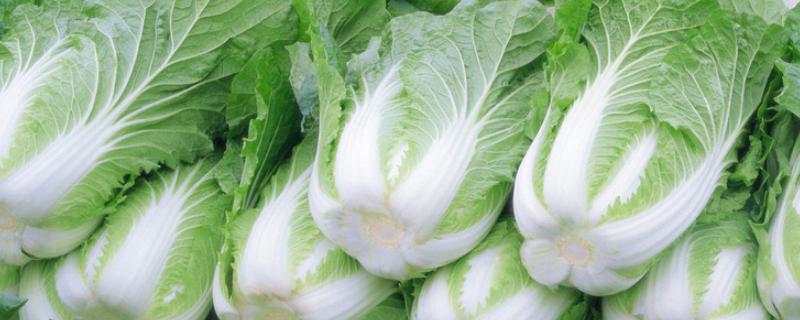 大白菜软腐病怎么防治