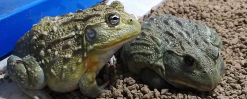 非洲牛蛙怎么养