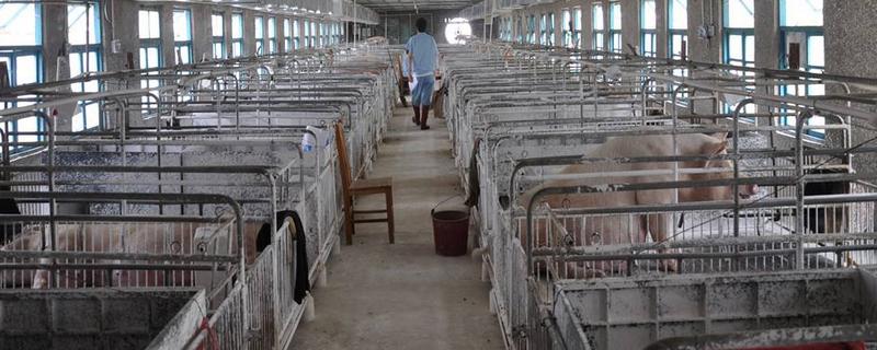 畜禽规模养殖场如何界定
