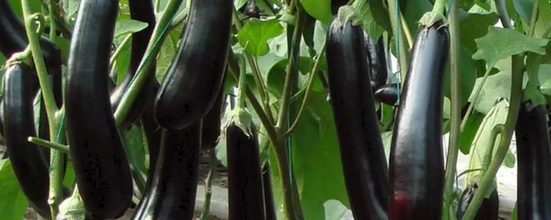 茄子的种植方法和管理技术