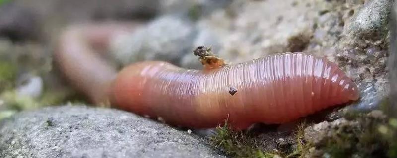 蚯蚓和蝗虫的共同特征是什么