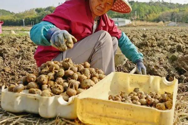 马蹄亩产万斤种植技术，马蹄一般在什么时候收获