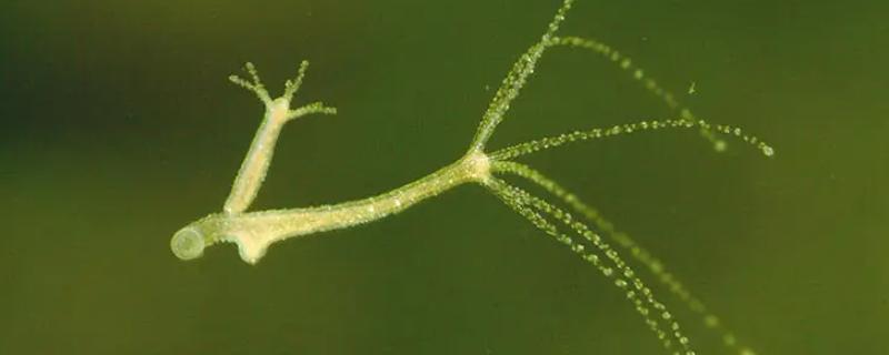 水螅的生殖方式有两种