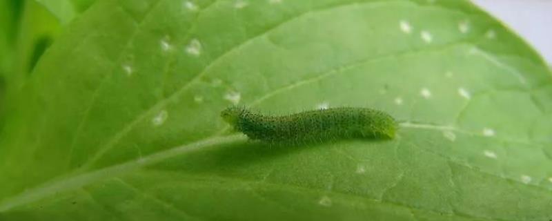 吡虫啉对菜青虫有效吗