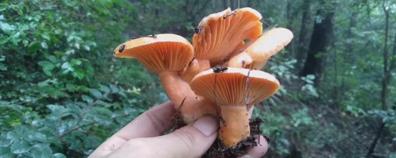 枞树菌生长周期是多少天