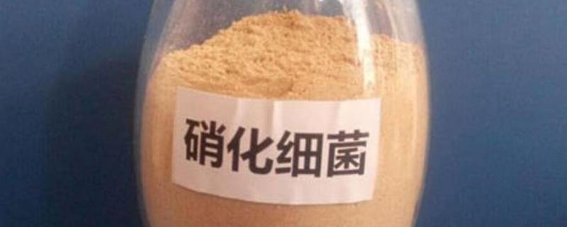 硝化细菌自养还是异养