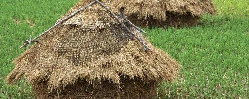 直接用稻谷喂草鱼可以吗