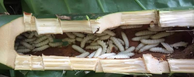 竹虫的养殖方法